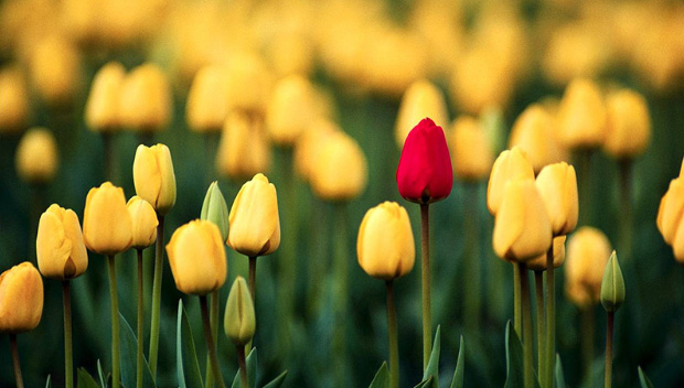 one red rose in a field of yellow roses